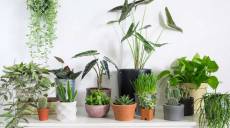 Gia chủ trồng cây Phong thủy gì để giàu có đổi đời?